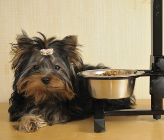 Picky dog Picky dog